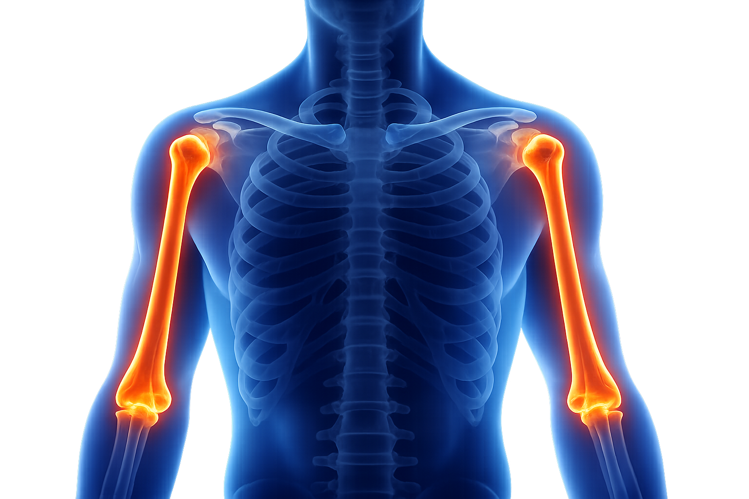 Humerus