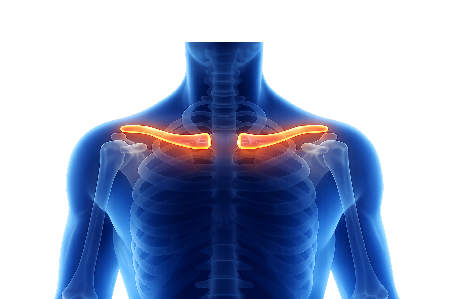 Clavicle Bone
