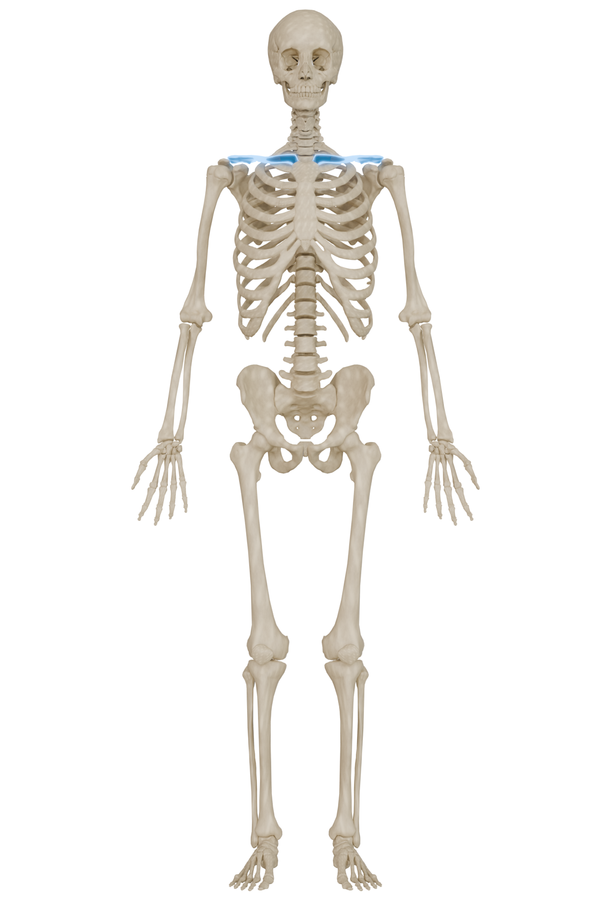 Clavicle Bone