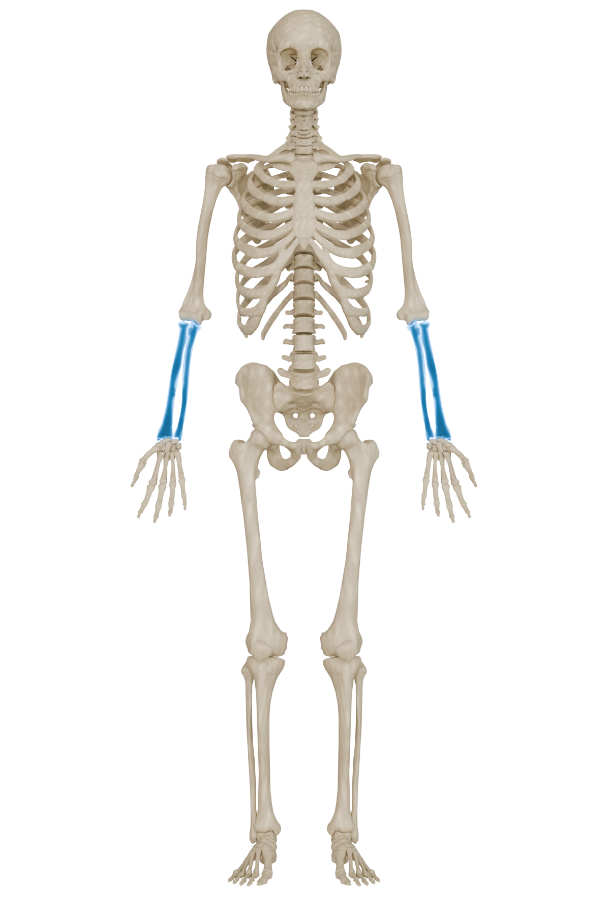 Radius & Ulna Bone