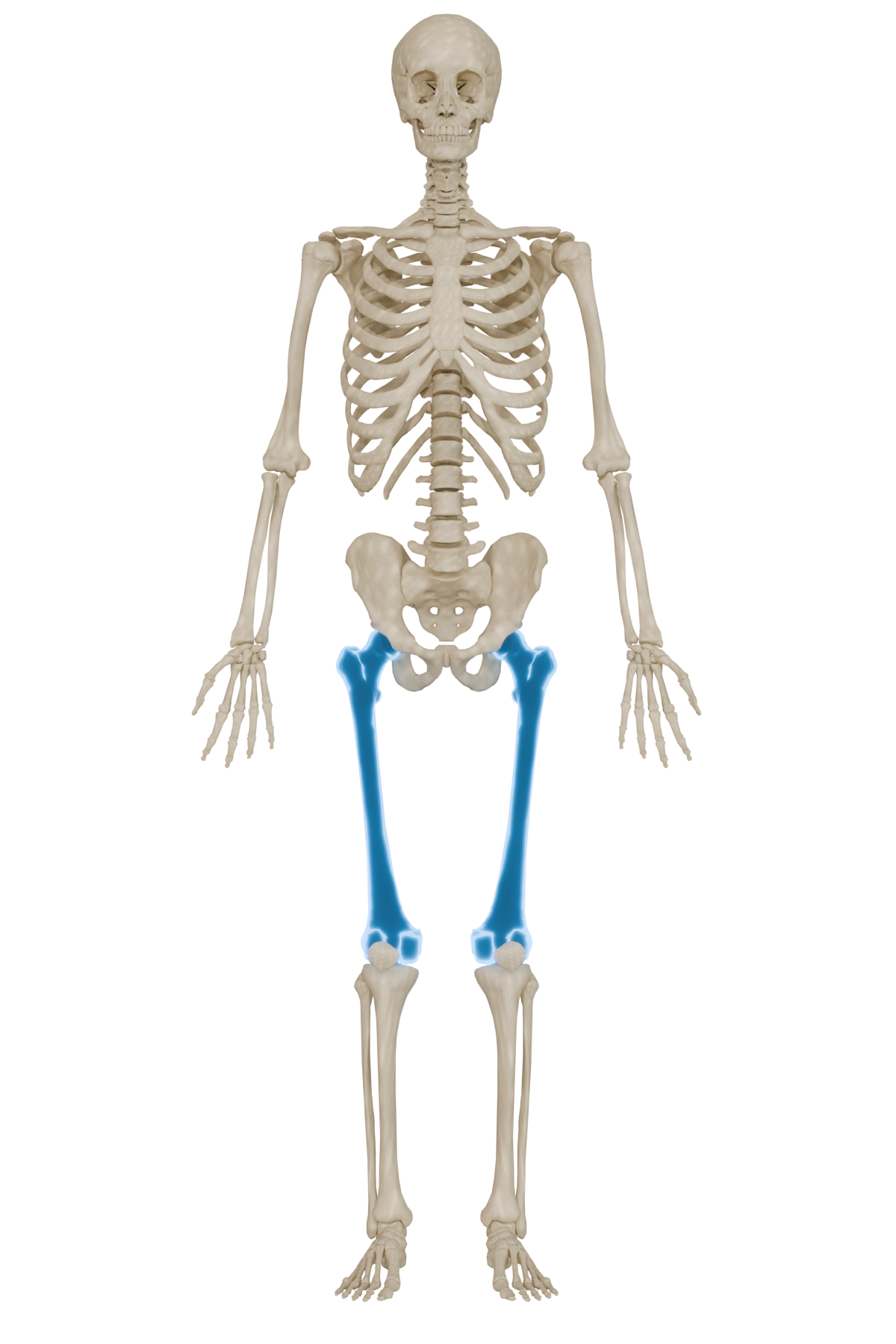 Femur